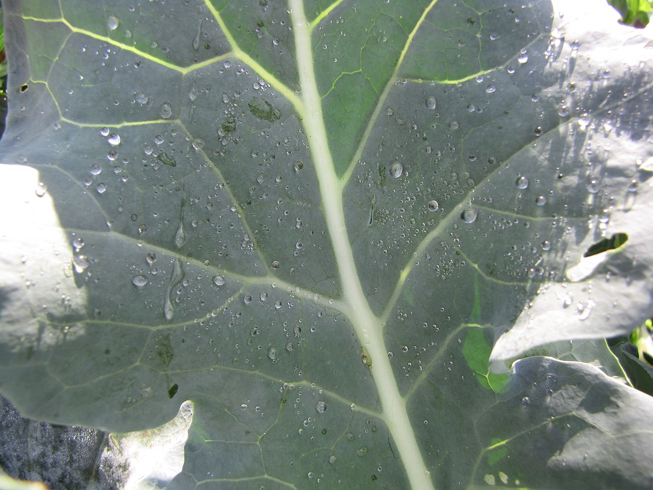 Broccoli leaf with dew drops — Brassica oleracea