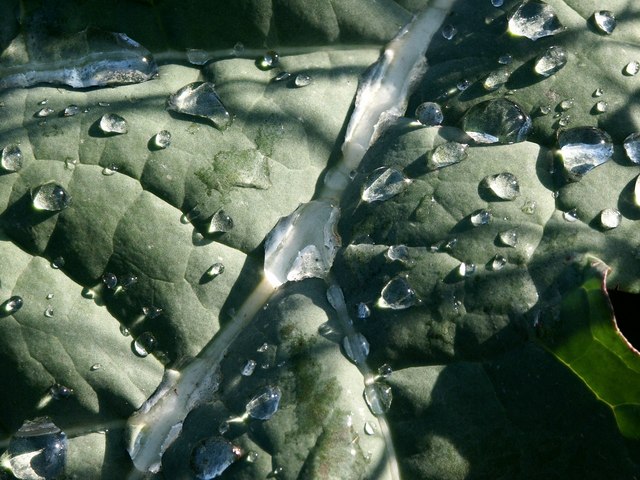 Whole broccoli plant in a field, outer leaves still attached