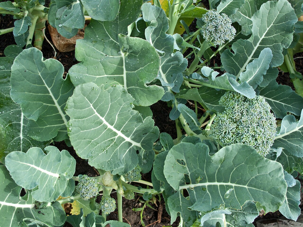 Sprouting broccoli DeCicco variety — thick stalks visible